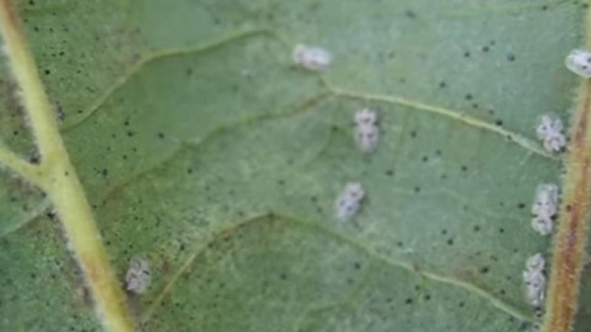 insecta-tigrul-de-platan-romania_55301700