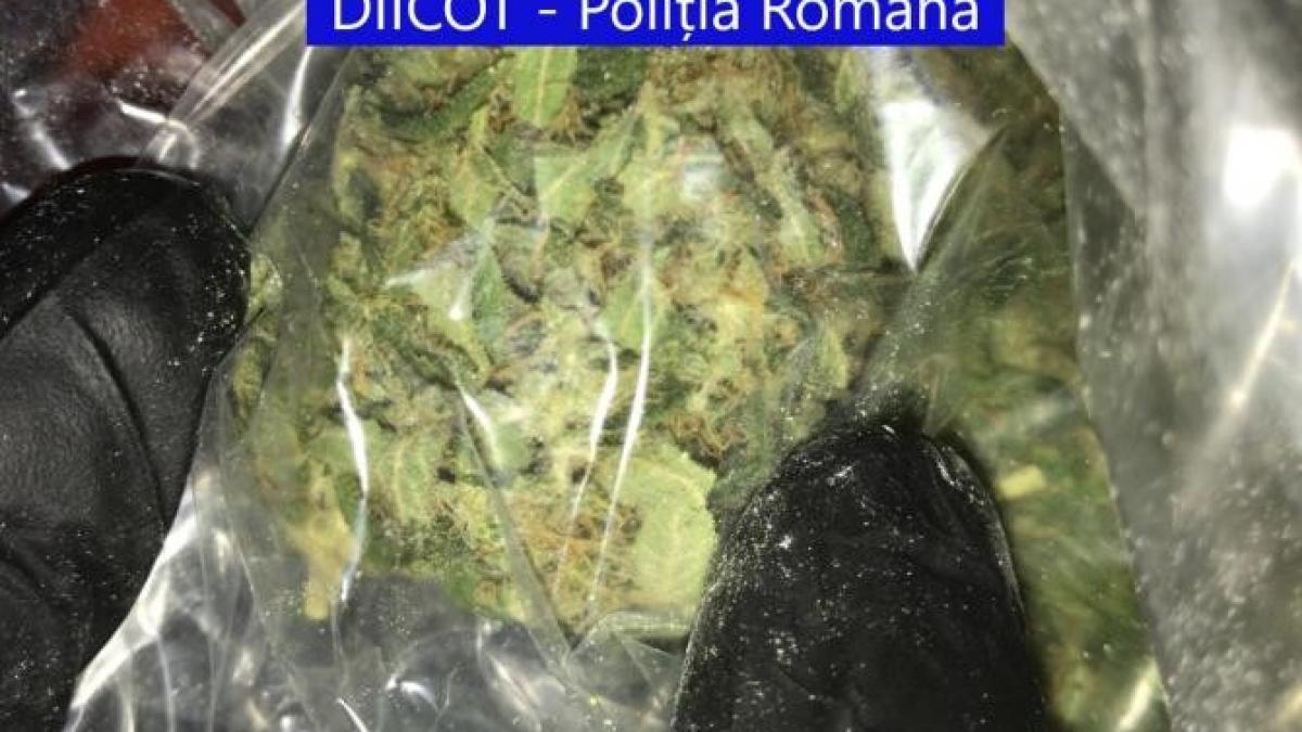 cannabis_diicot2_96921600