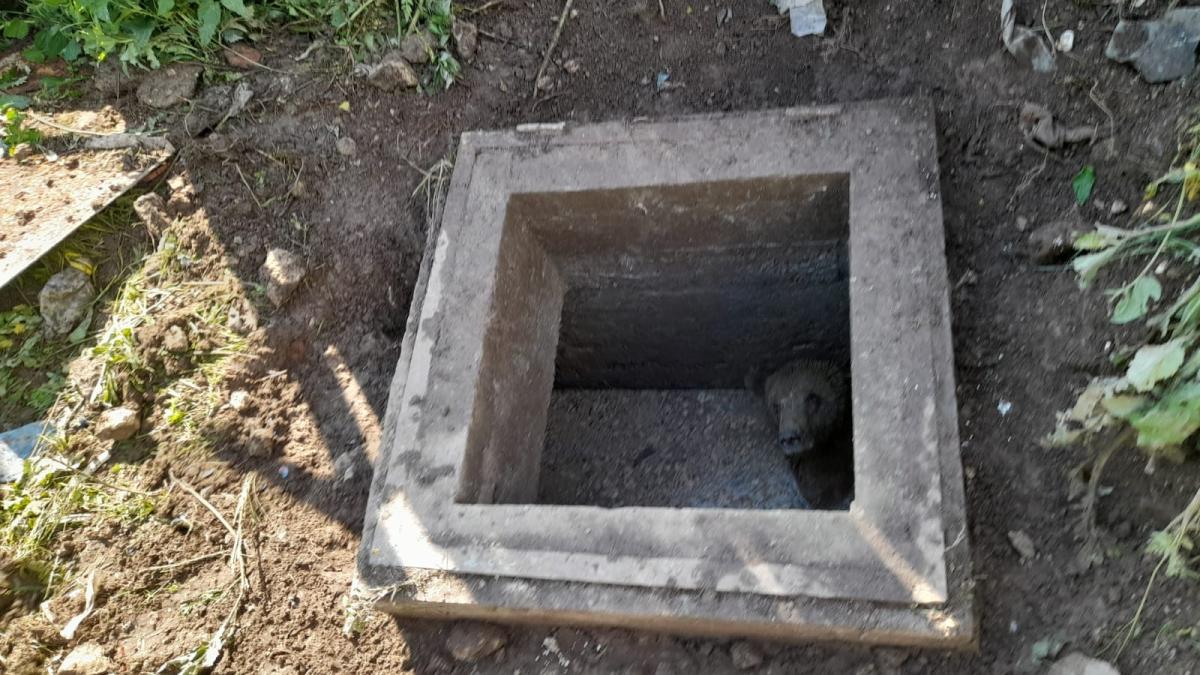 urs-in-fosa-septica_02427800