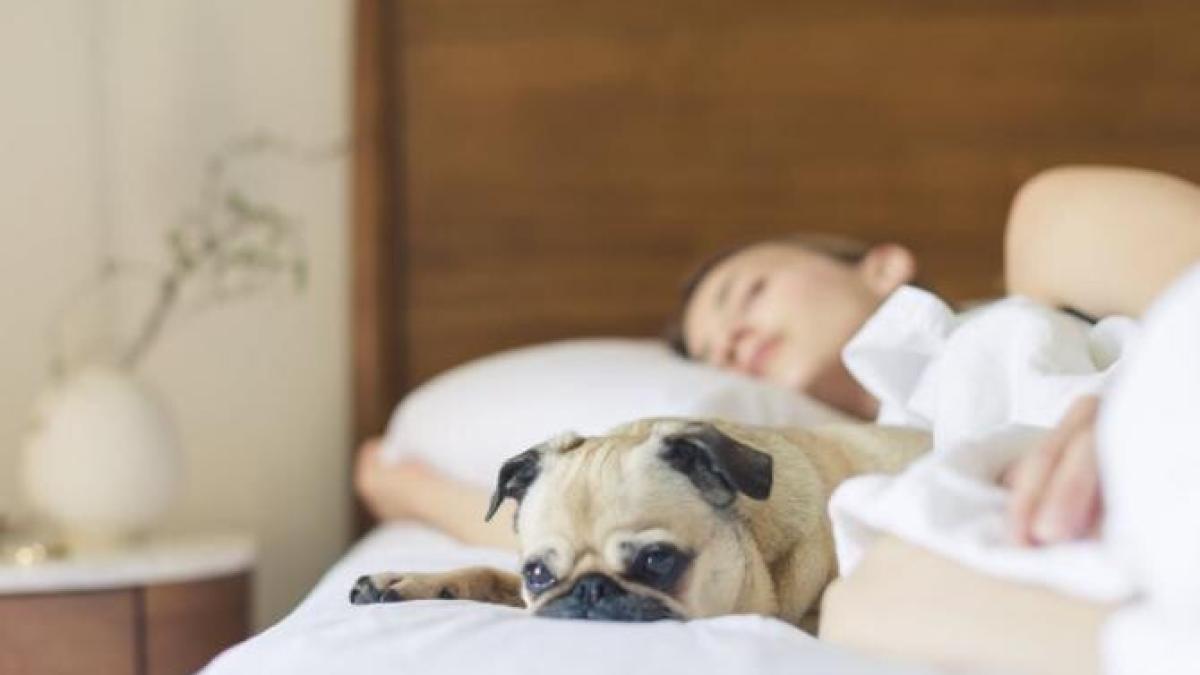 cate_ore_sa_dormi_foto_pexels_71852100