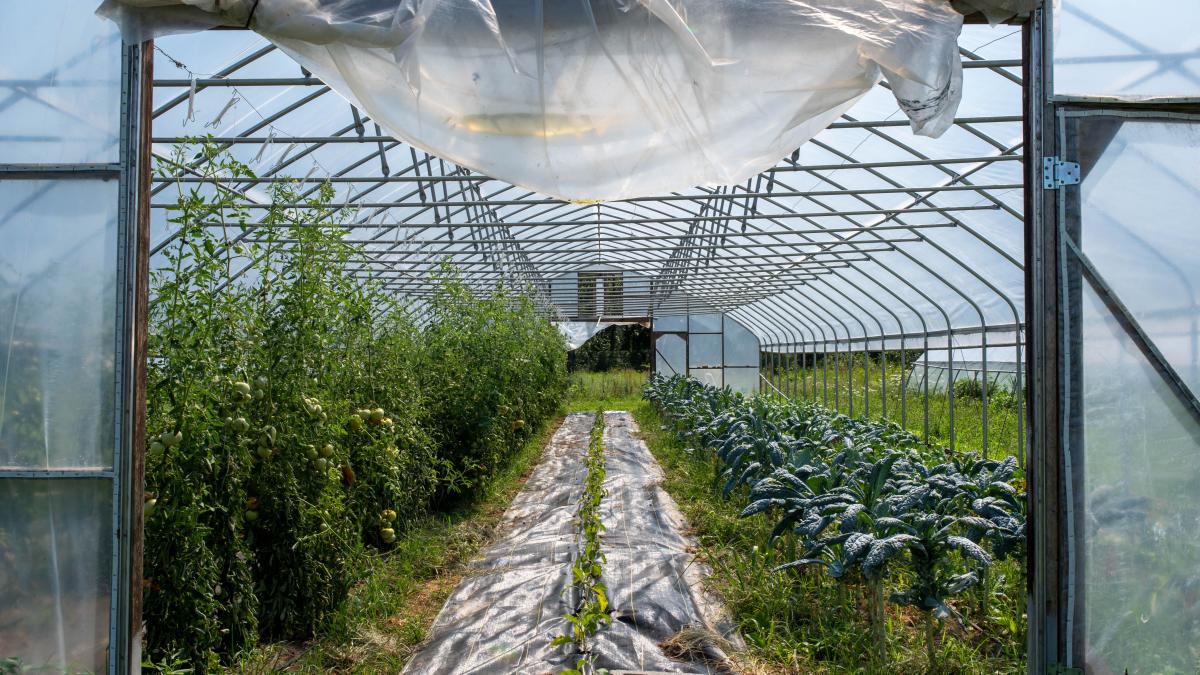 ferma---solar_95490700