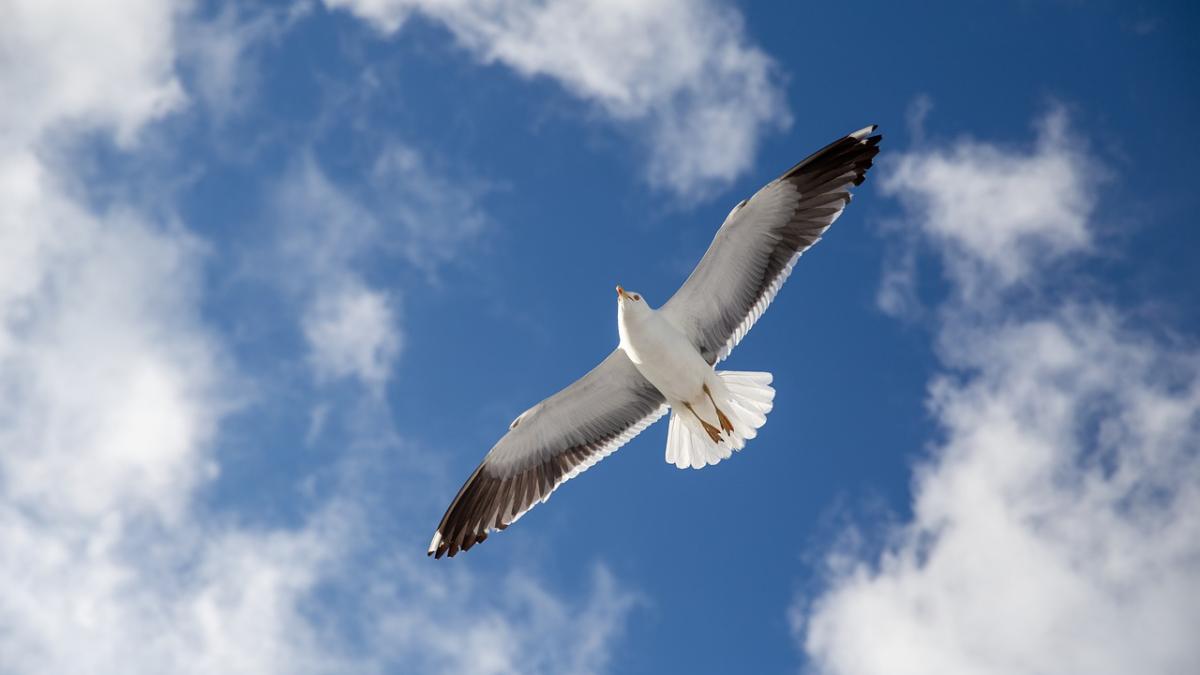 pescarus_pxb_28756500