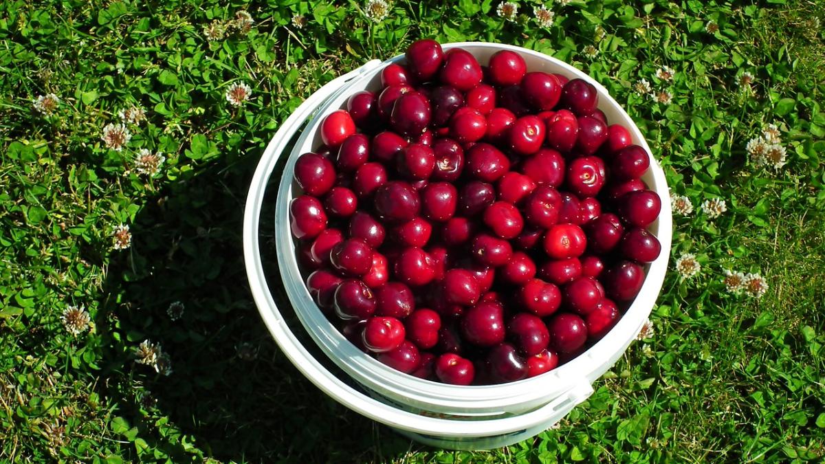 cirese_galeata_pxb_42030800