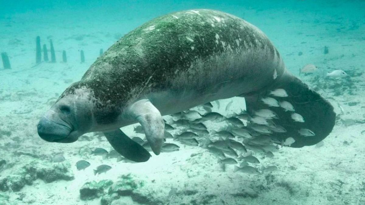 lamantin_ilustrativ_pxb_2_66724300