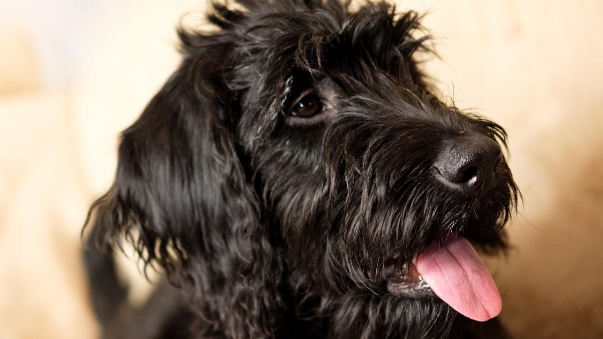 catel_reunit_familie_00887800