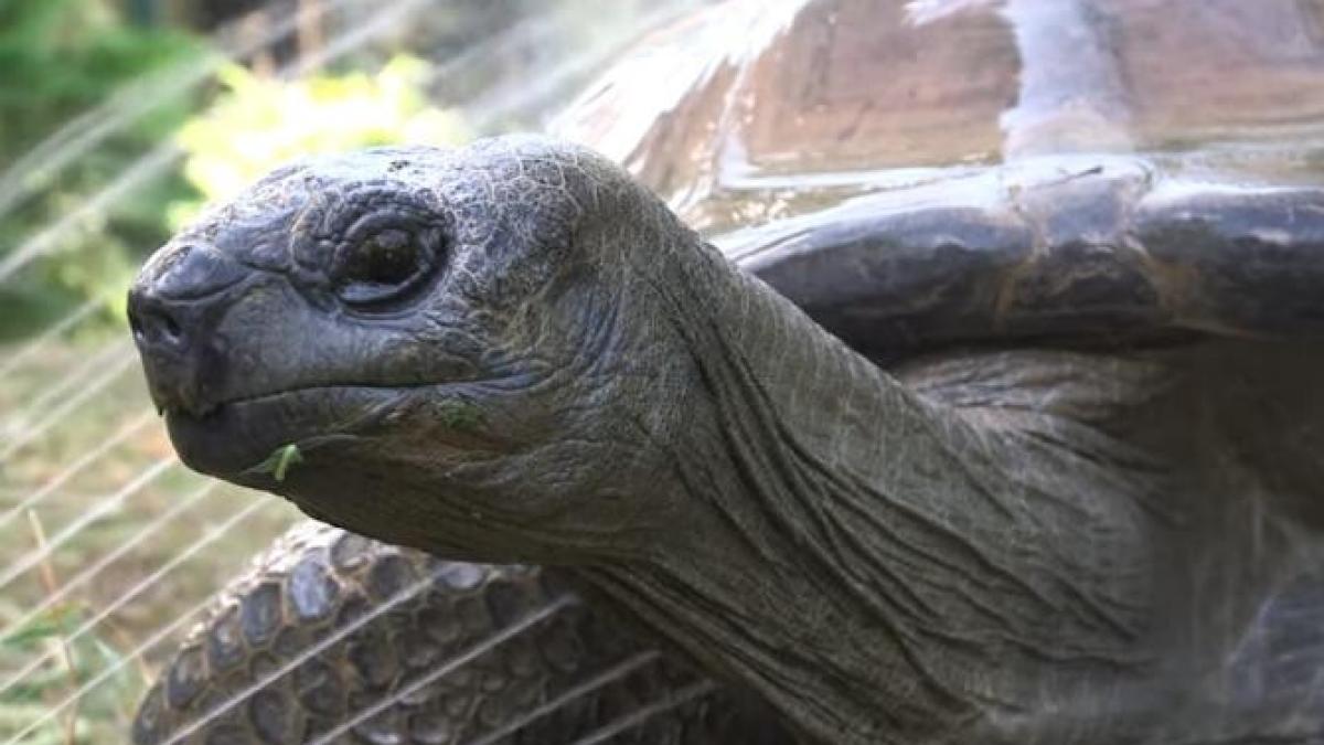 a-murit-tprc-ccprc-a6estoasa-schurli--avea-130-de-ani_61075700