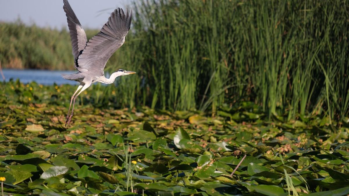 delta-dunarii--perla-a-coroanei-romaniei--alianta-pentru-turism--invitata-la-parlament--tibuleac--speram-sa-avem-sustinere-pentru-a-promova-legea-omd-urilor_05004600