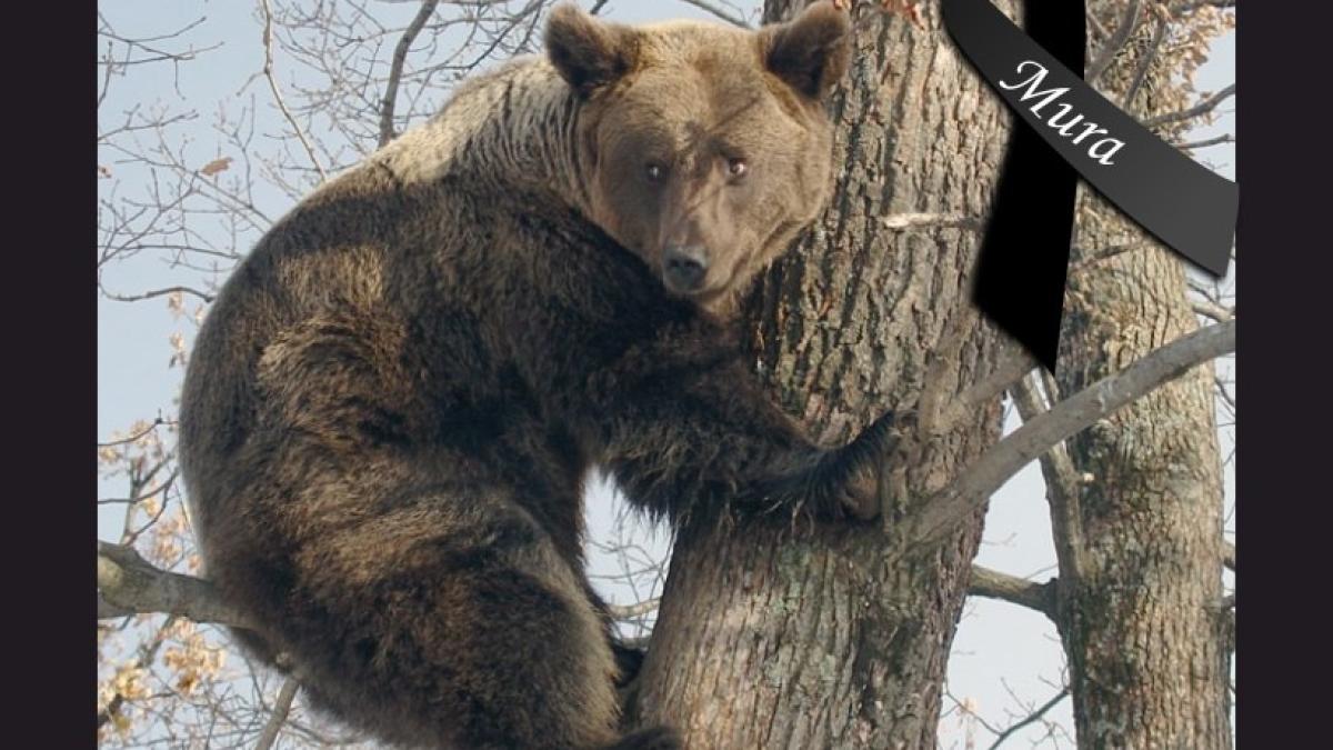 ursoaica-mura-a-murit_14646400