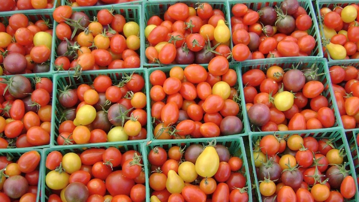 rosii-romania-turcia_66146900