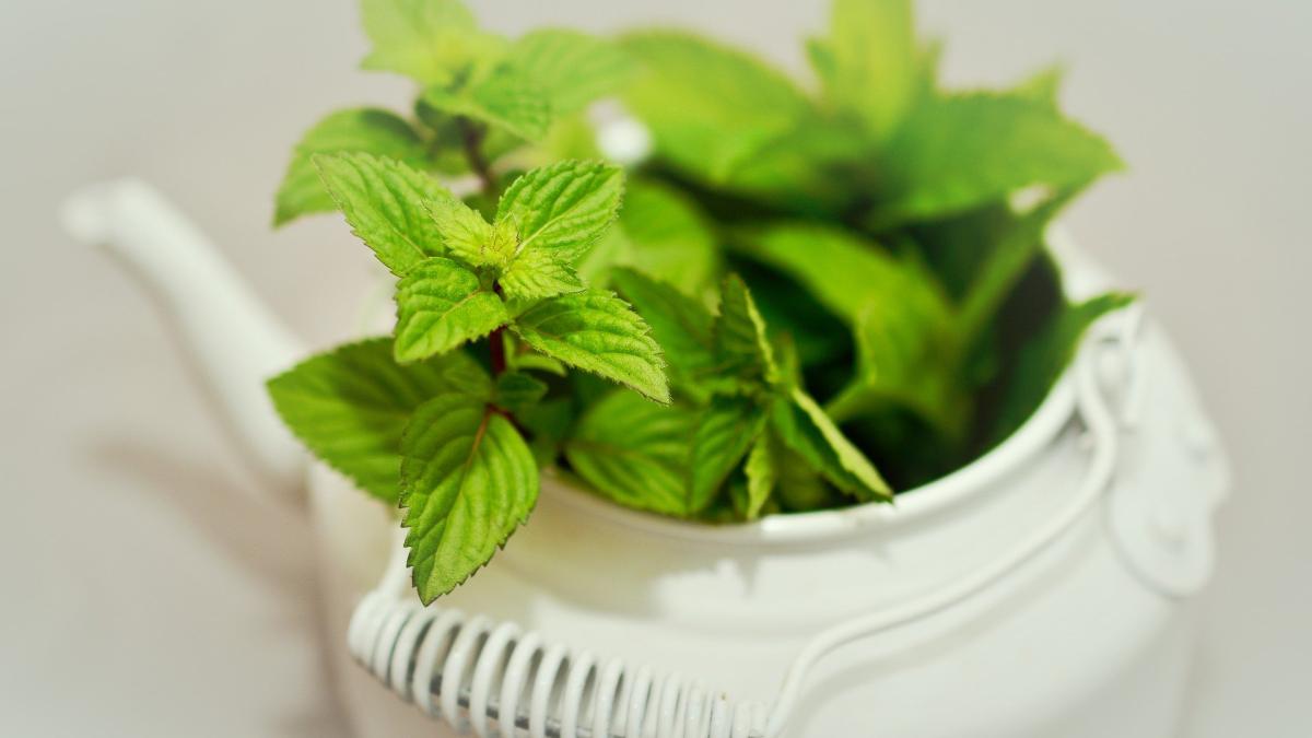 ce-inseamna--de-fapt--a-freca-menta--greseala-majora-pe-care-o-fac-toti-romanii_40895000