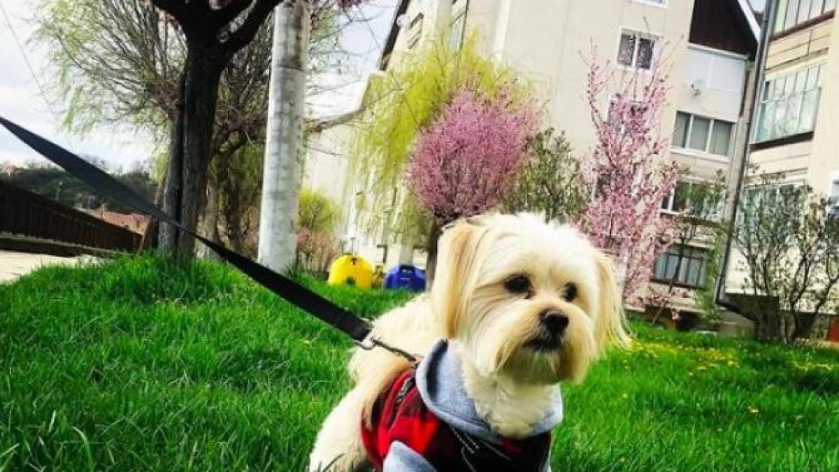 de_ce_mananca_iarba_cainii_67153800