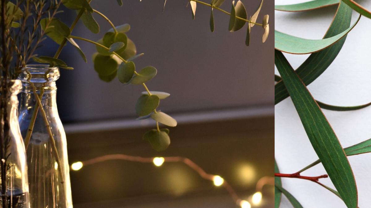 de-ce-sa-pui-cateva-frunze-de-eucalipt-in-baie--rezultatul-miraculos-care-te-va-scapa-de-probleme_58668600