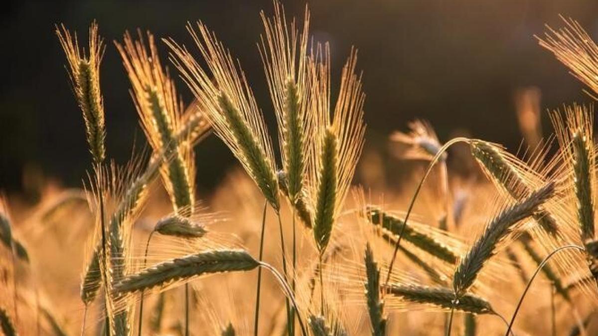 graprc-ccprc-82ul-european-va-ajunge-saprc-ccprc-86-fie-folosit-ca-nutretprc-ccprc-a7--din-cauza-furtunilor_10032700