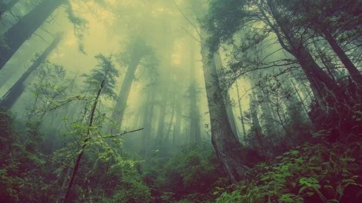 paduri-regenerate_21060100