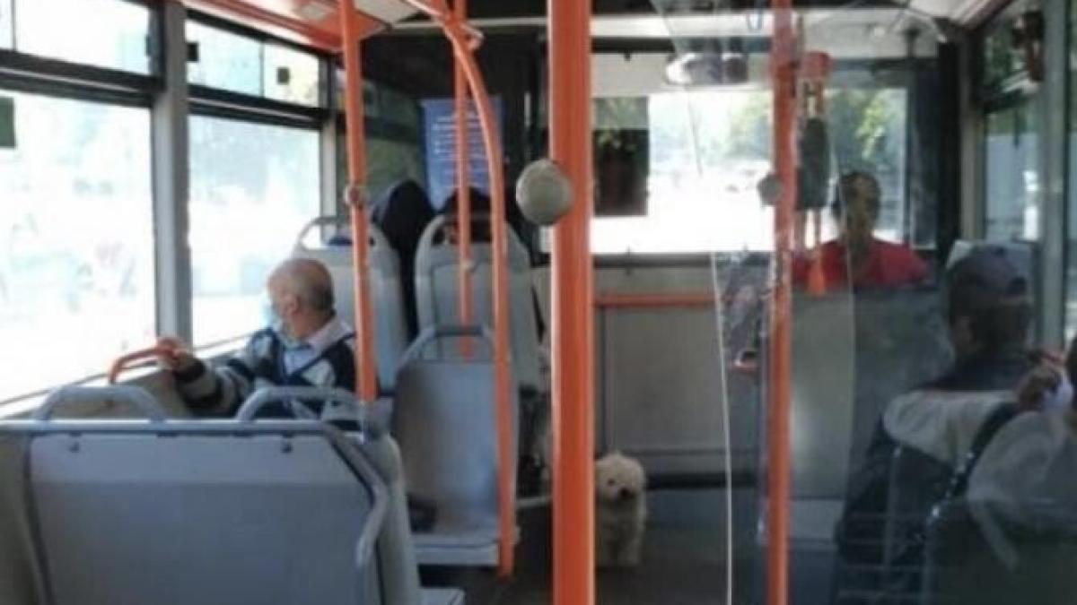 stb-sa-mijloc-transport-comun_12740100