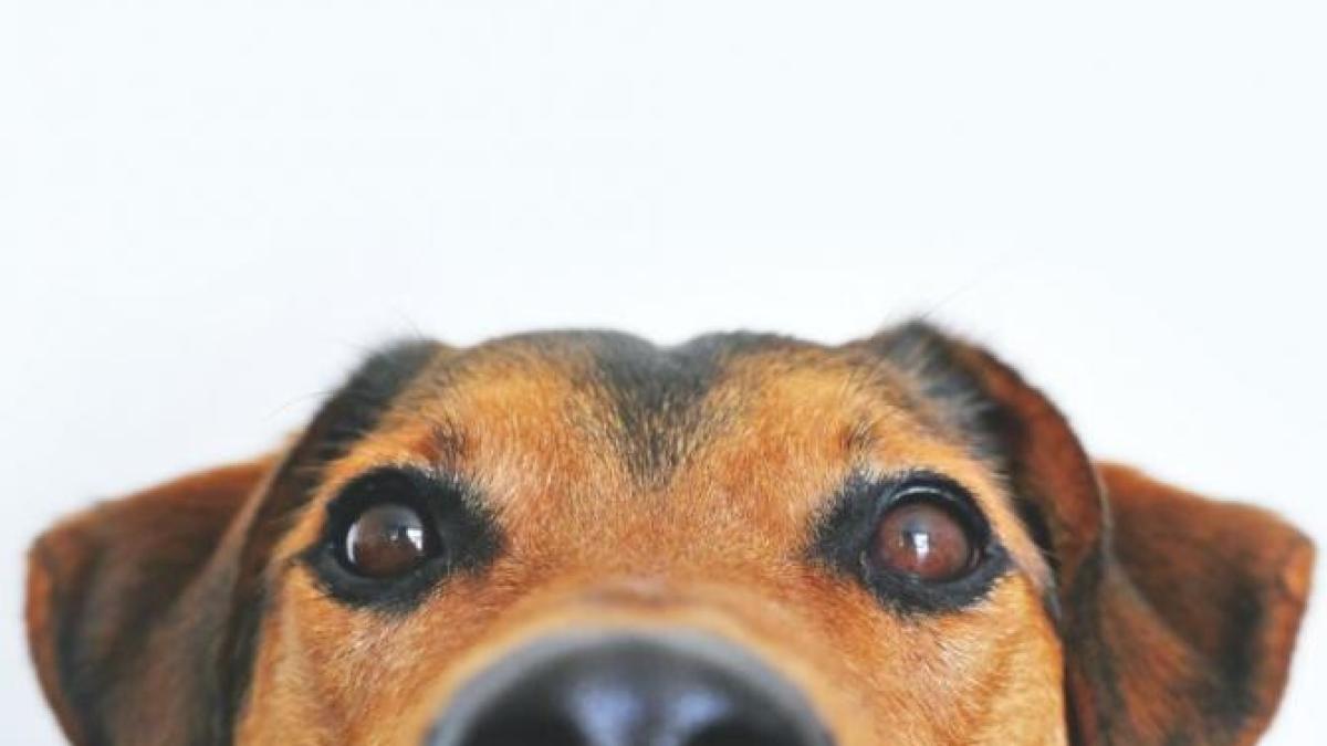 rex_caine_politist_foto_pexels_42857500