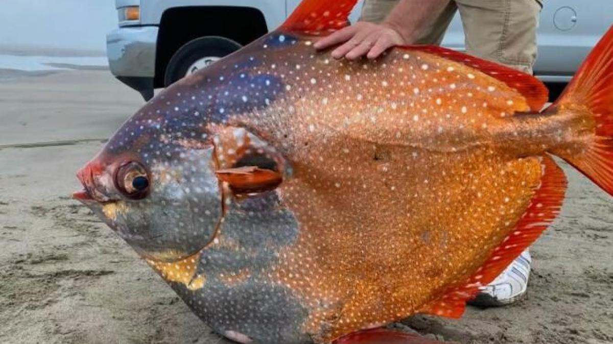 un-peste-ciudat-a-ajuns-pe-o-plaja-din-oregon_50336800