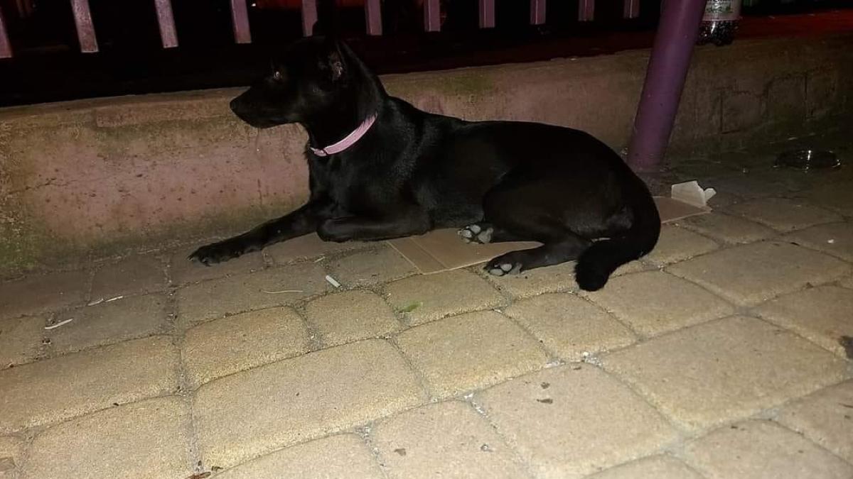 catelusa-abandonata-la-un-loc-de-joaca-din-bucuresti-stapanii-s-au-mutat-si-nu-o-mai-doresc--isi-cauta-o-familie_88025000