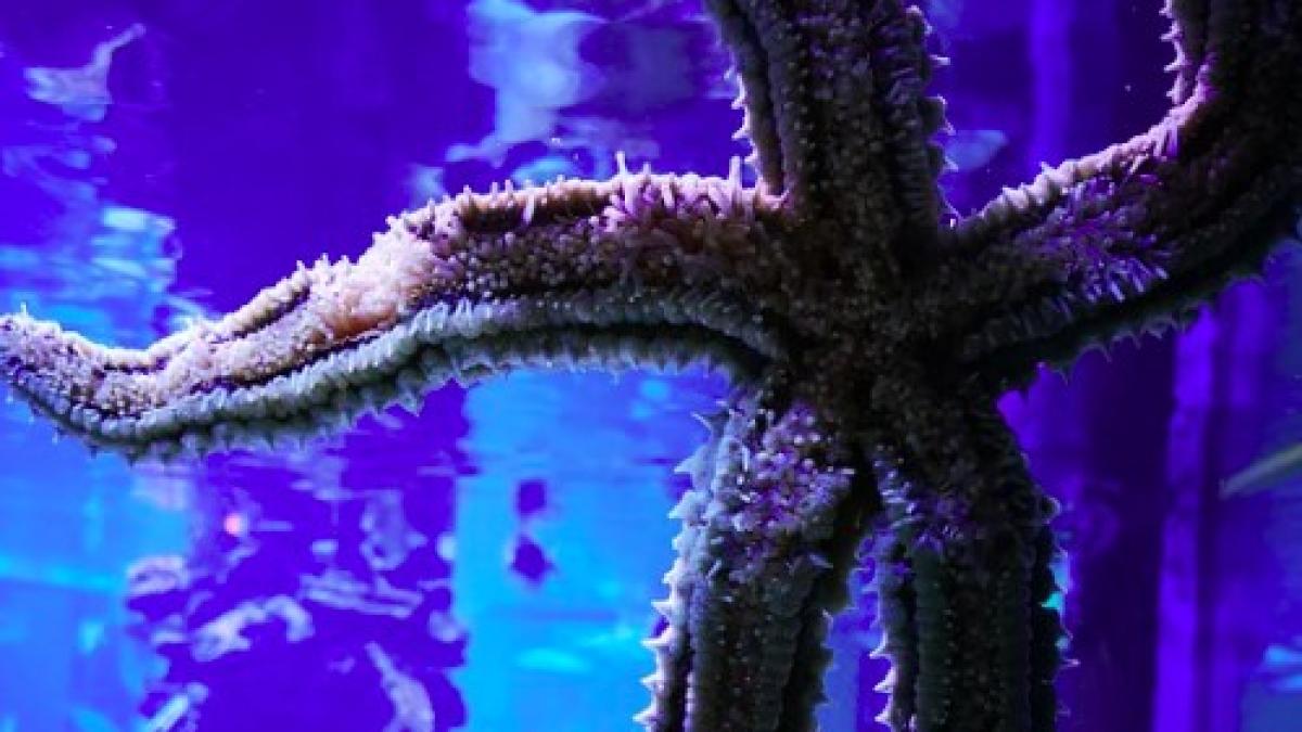stea_de_mare_echinoderme_ilustrativ_pxb_36352500