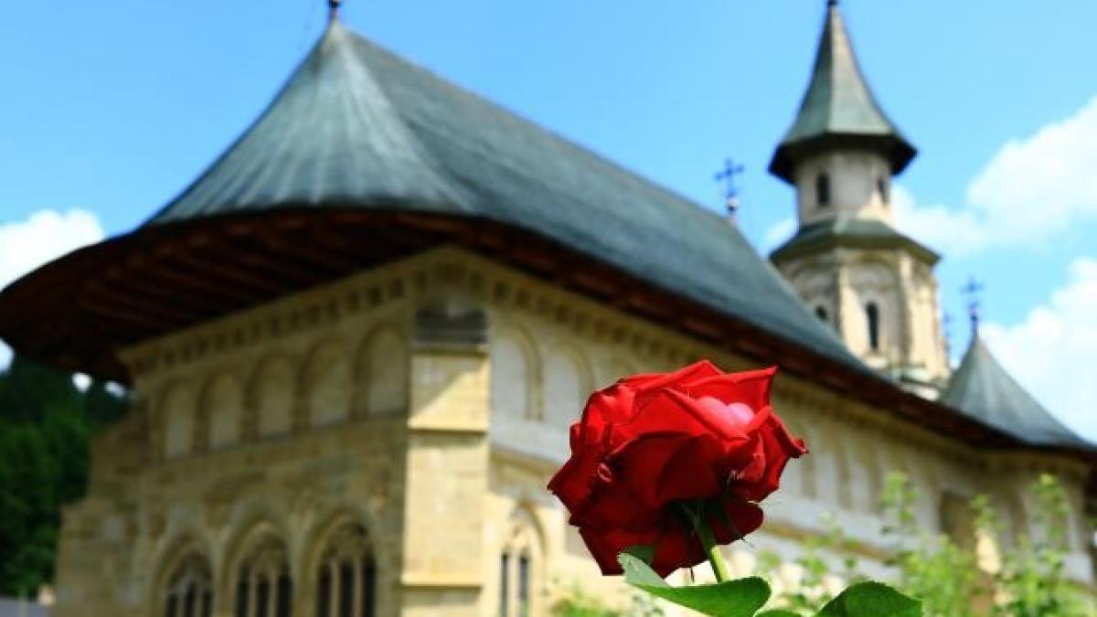 cum-a-ramas-putna-in-interiorul-granitelor-romaniei_75225000