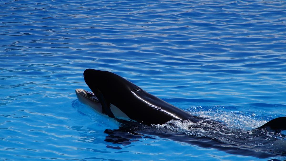 orca-esuata_28640900