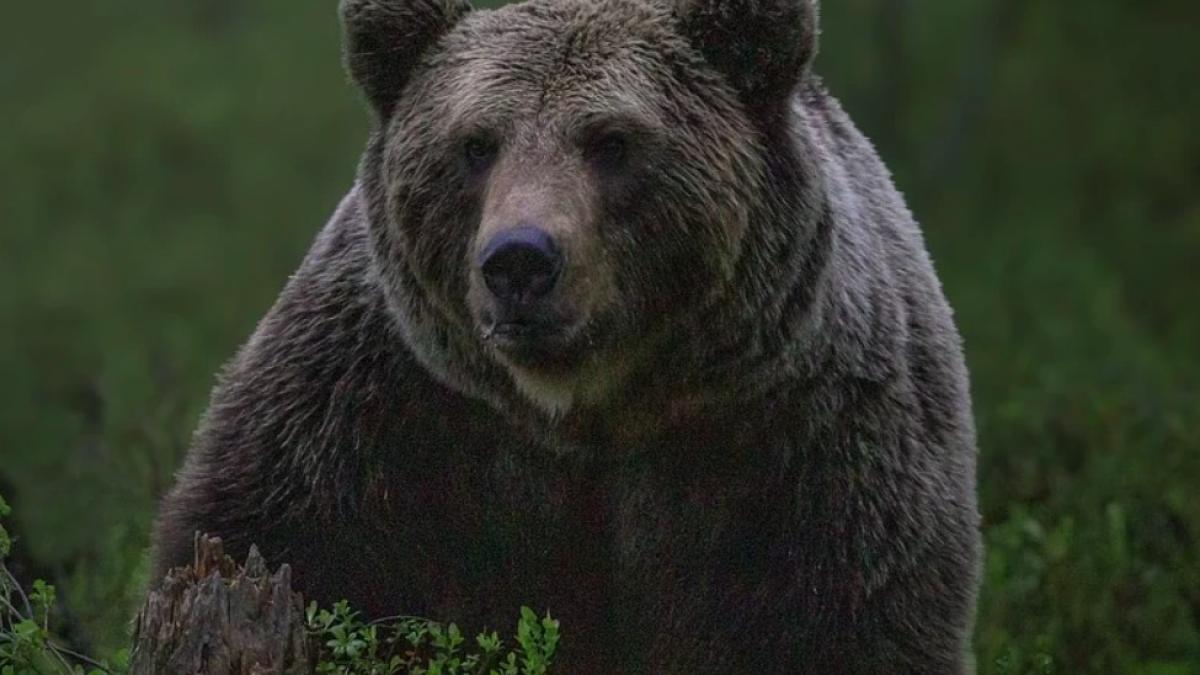 urs_ilustrativ_pixabay_atac_70973000