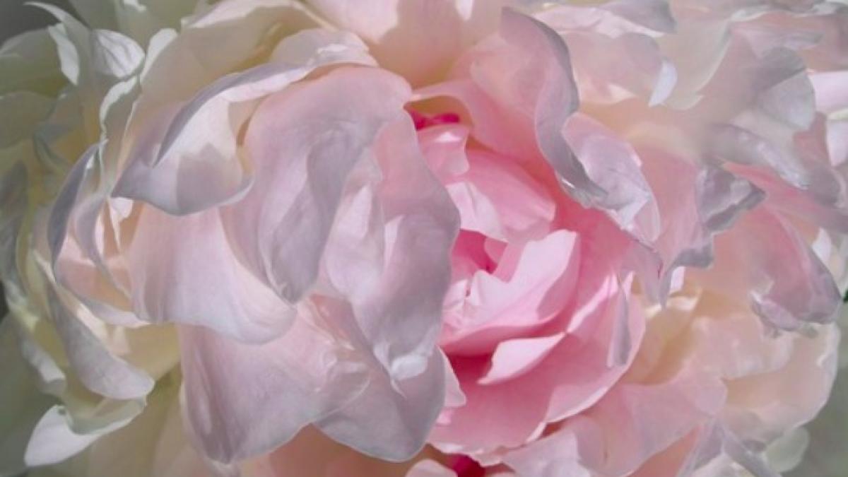 tuberoza_ilustrativ_hoghilag_pxb_18977700