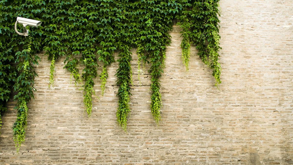 camera_supraveghere_gradina_pxb_82873100