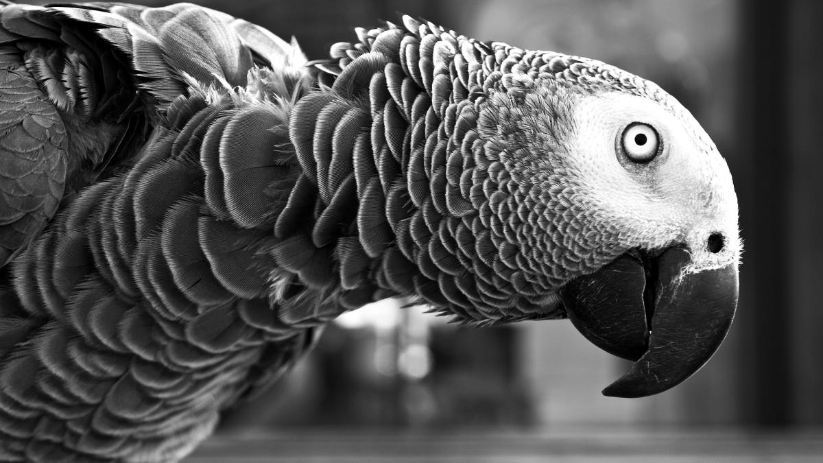 atacul-papagalilor-asupra-tomberoanelor-din-sidney_62606200