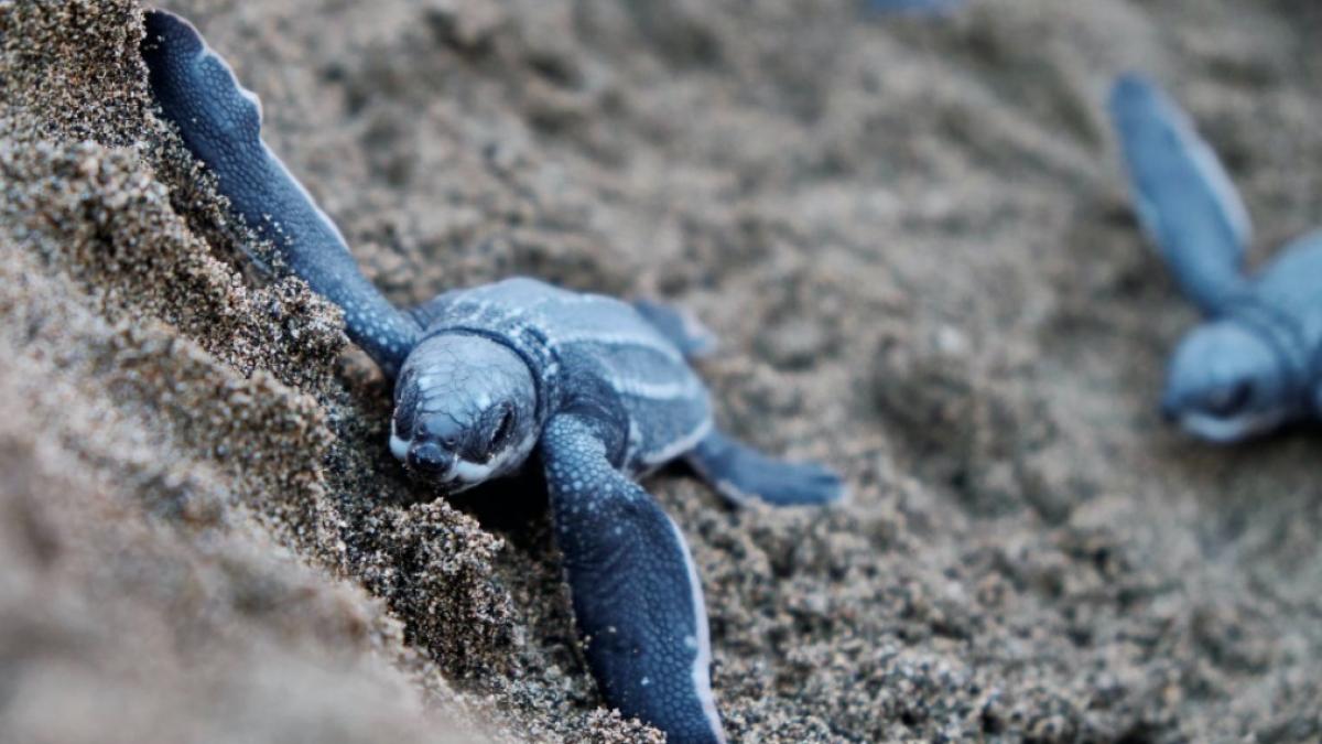 testoasa_ilustrativ_pxb_09504700