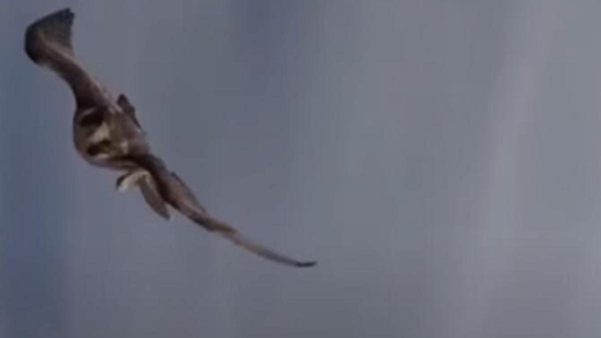 video-viral-cu-un-soim-care-ataca-o-drona_93643400