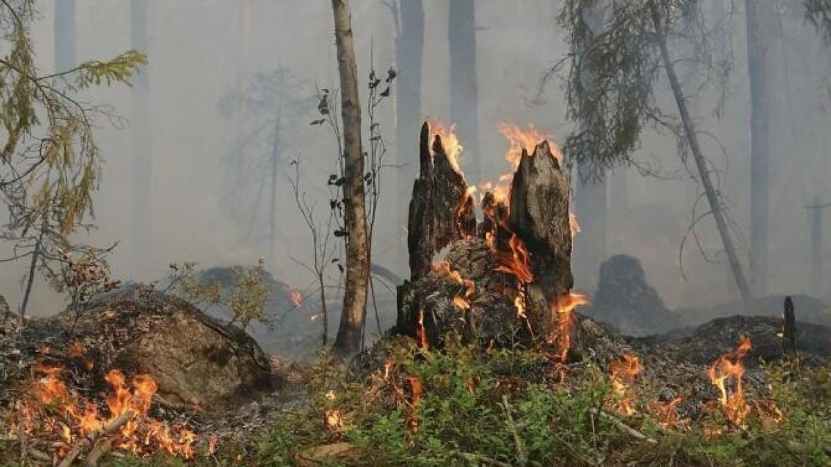 apiculor-arestat-dupaprc-ccprc-86-ce-ar-fi-provocat-incendiul-de-paprc-ccprc-86dure-de-laprc-ccprc-82ngaprc-ccprc-86-atena_97397400