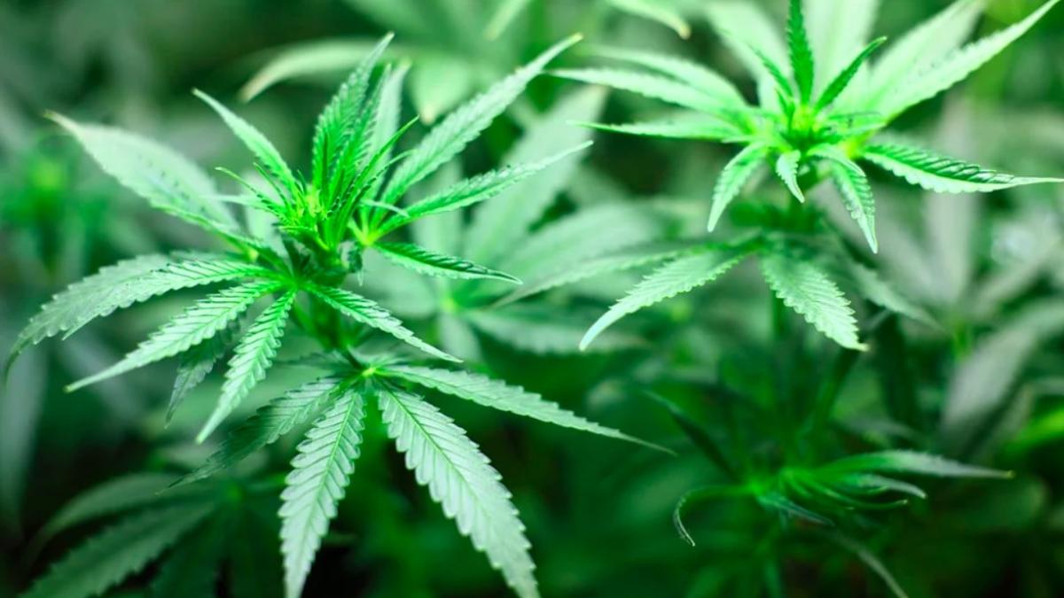 canabis_sua_pixabay_ilustrativ_2_romania_89141400