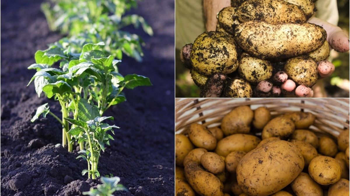 cum-poti-obtine-cantitati-uriase-de-cartofi-din-recolta-ta--metoda-chinezeasca_09362700