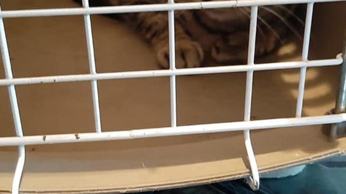 pisica--inchisa-de-cateva-luni-intr-o-cusca-inainte--a-stat-blocata-intr-un-subsol--oamenii-de-acolo-asteptau-sa-moara-3_46033500