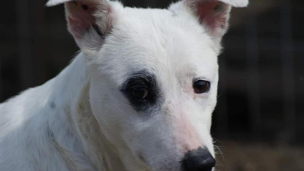 cum-arata-cruzimea-de-la-sat-fata-de-cainele-care-nu-latra--atentie--imagini-dureroase_89801600