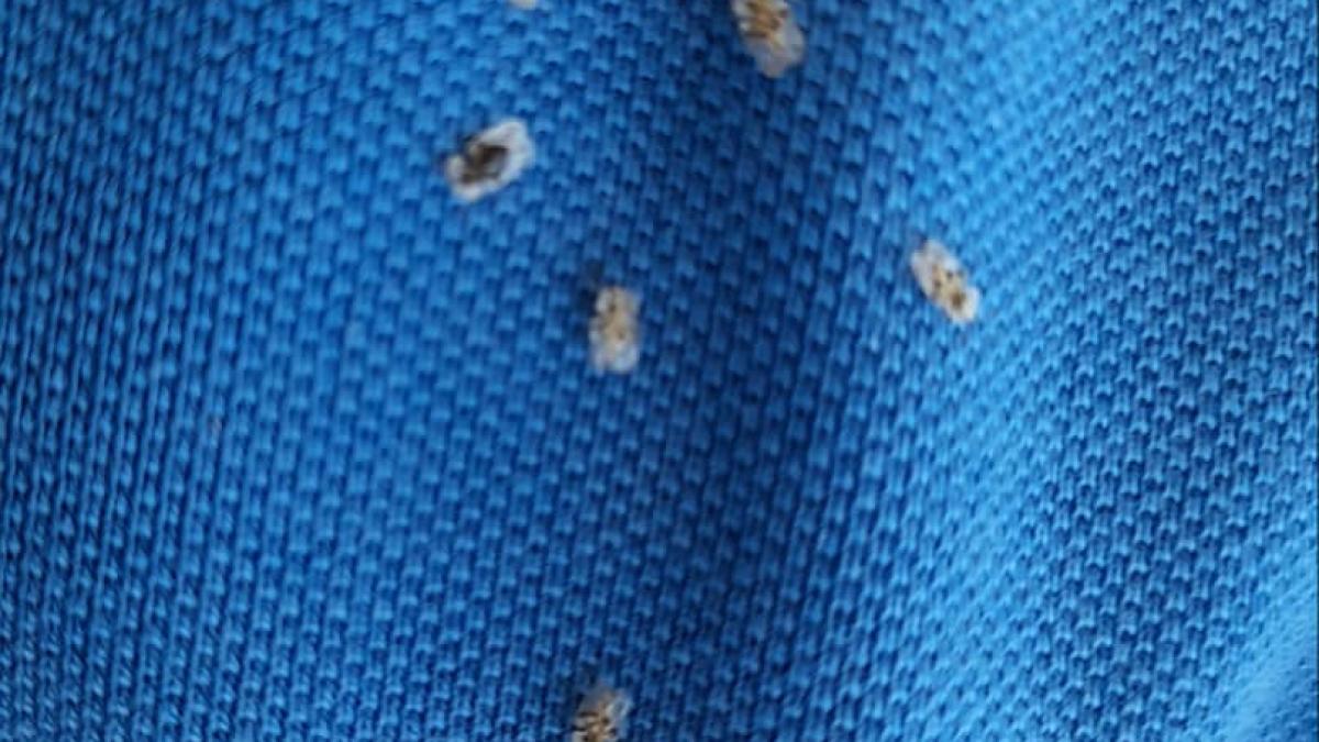 invazie-tigrul-platanului-cluj-6_05332000