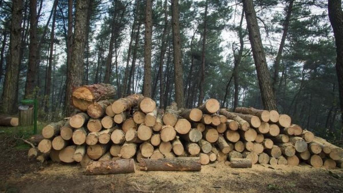 a-crescut-numaprc-ccprc-86rul-de-furturi-din-paprc-ccprc-86durile-romaprc-ccprc-82niei--mii-de-apeluri-la-112_51654500