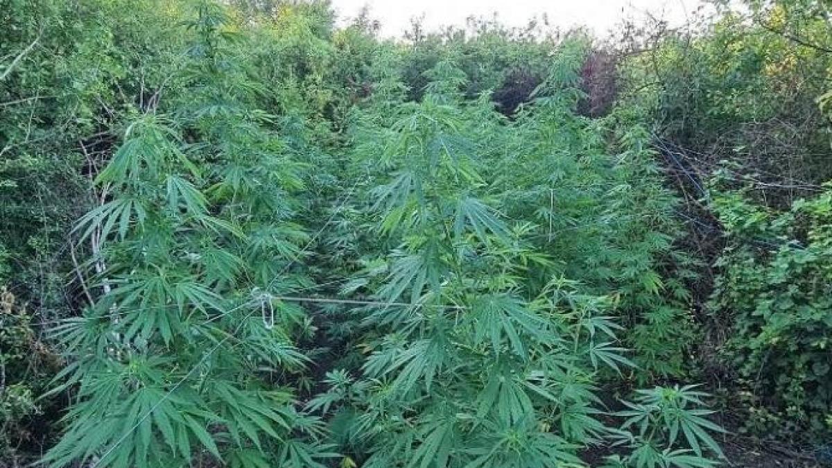 culturi_cannabis3_58839900