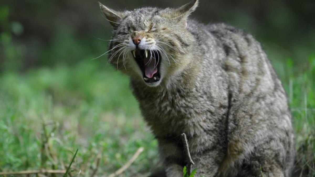 pisica_salbatica_ilustrativ_pxb_21765600