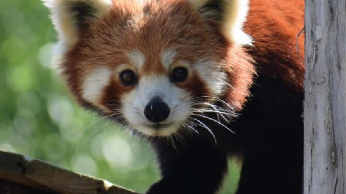 premieraprc-ccprc-86-iprc-ccprc-82n-romaprc-ccprc-82nia--singurii-ursprc-ccprc-a6i-panda-rosprc-ccprc-a6ii-au-devenit-paprc-ccprc-86rintprc-ccprc-a6i-la-zoo-brasprc-ccprc-a6ov_48789300