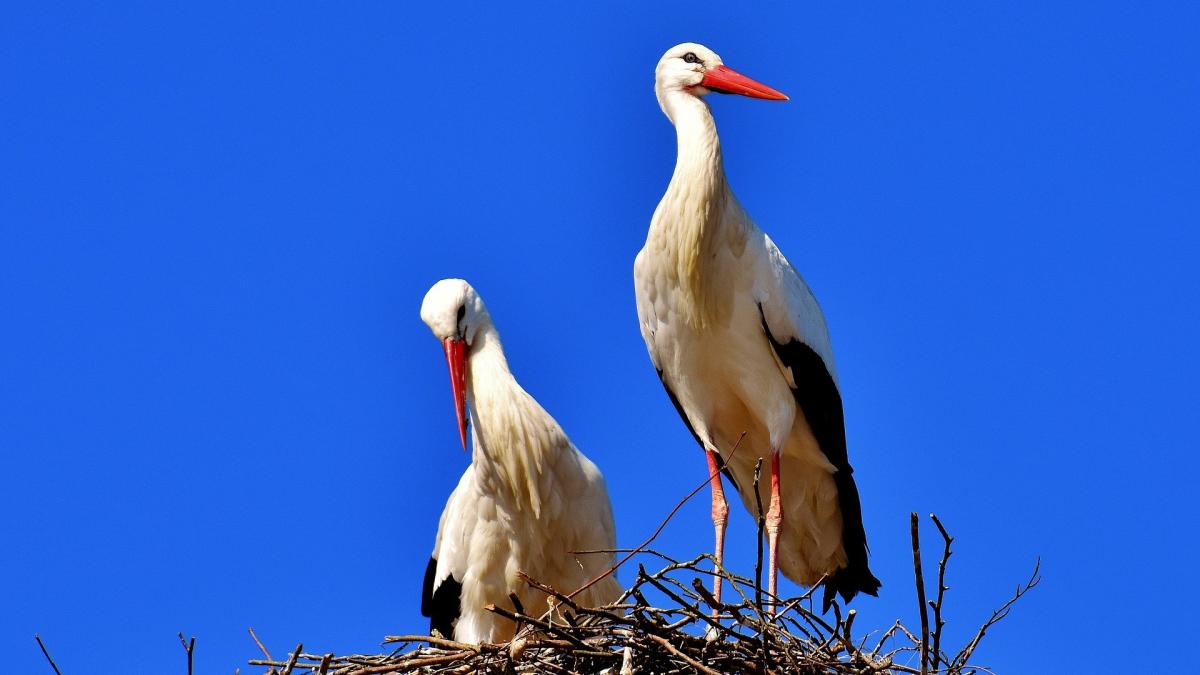 schimbarea-la-fata--traditii-si-superstitii--ce-se-intampla-daca-te-uiti-spre-cer-si-daca-vezi-berze--sa-nu-ti-speli-parul-in-aceasta-zi_83129700