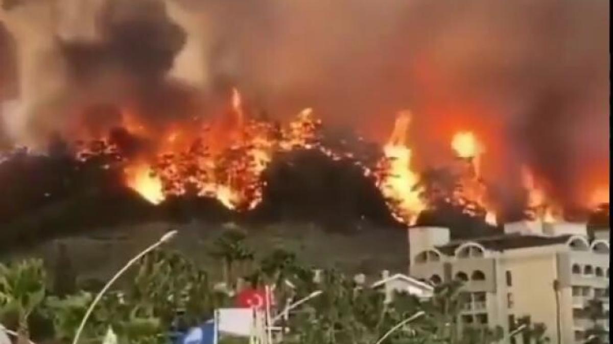 incendii-apocaliptice-in-turcia--500-de-animale-salvate--unele-au-blana-parjolita-si-au-probleme-respiratorii_08022500