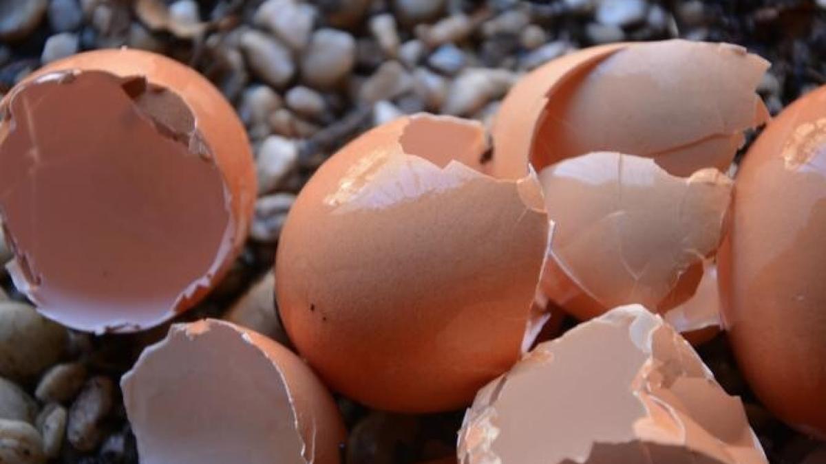 premierul-care-a-fost-atacat-cu-ouaprc-ccprc-86-iprc-ccprc-82n-timpul-campaniei-electorale_28105900