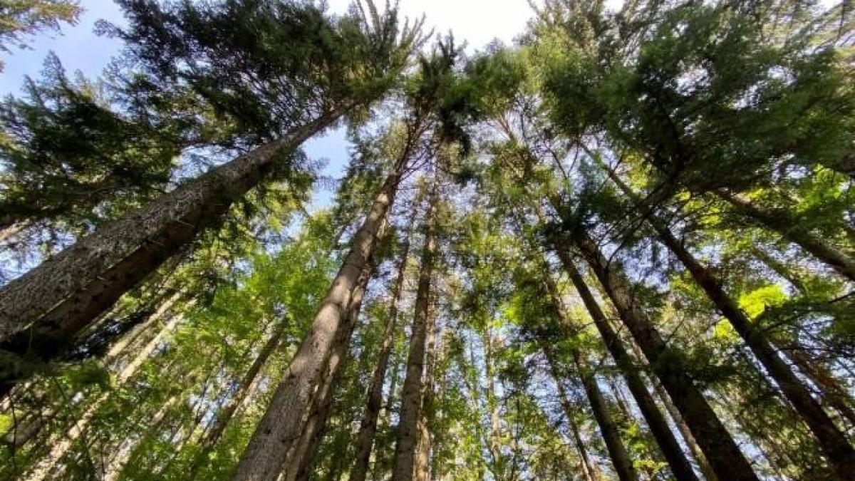 vreme_august_romania_foto_dcnews_88991100