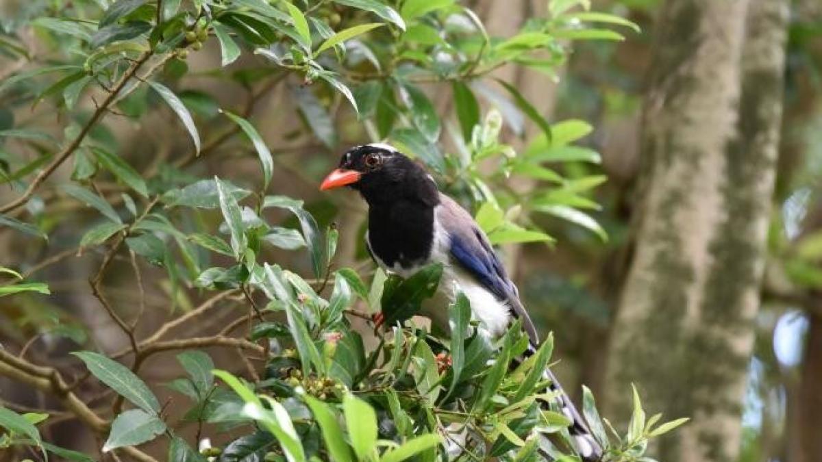 cotofana-ucigasa_17947500