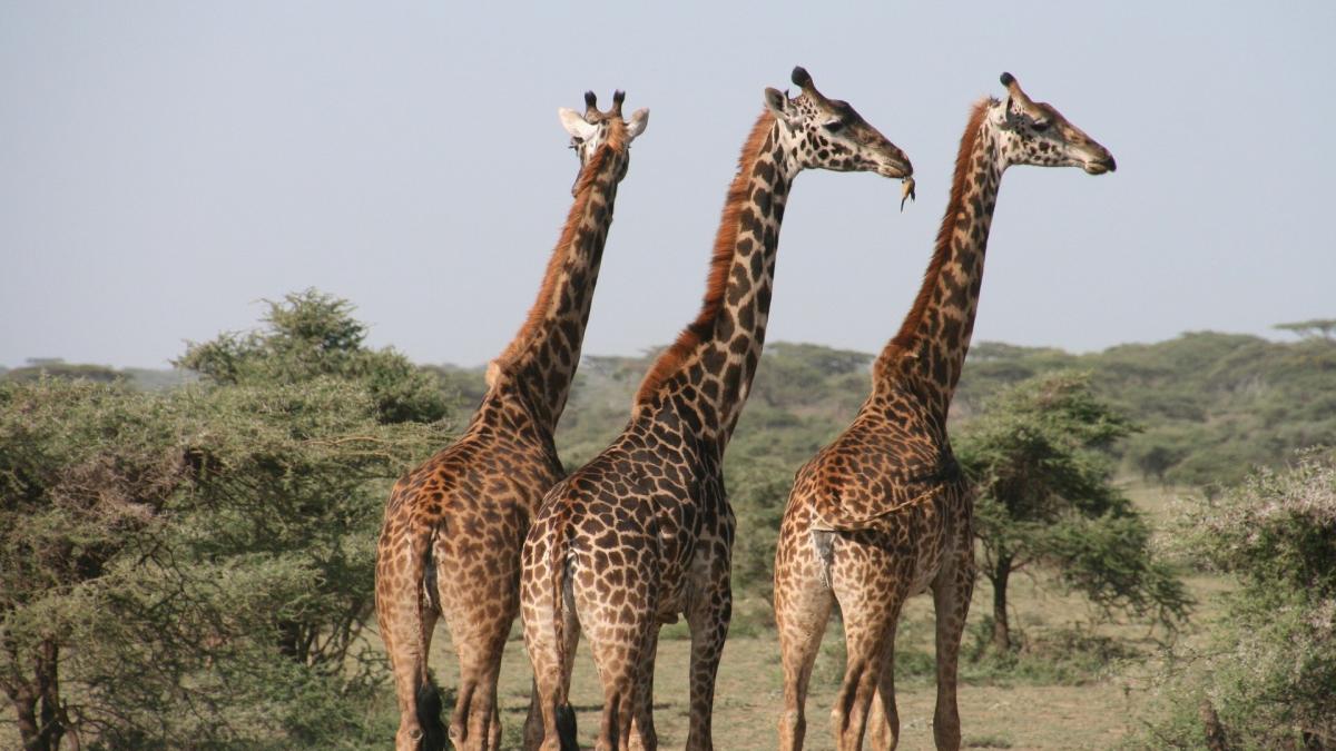 giraffes-1330814_1920_26967600
