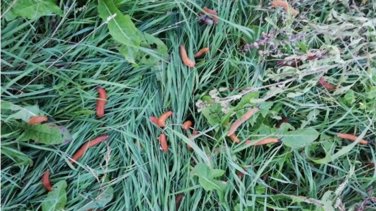 invazie-limax_15238900