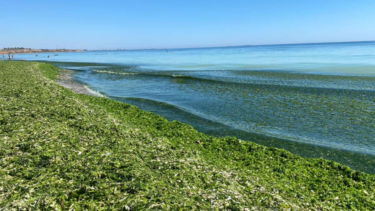 alge_foto_facebook_87827300