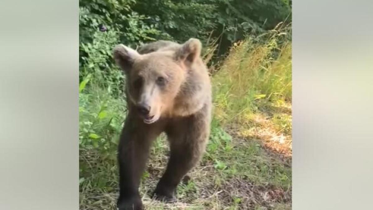 cum-reactioneaza-un-urs-care-pare-bland_93386000